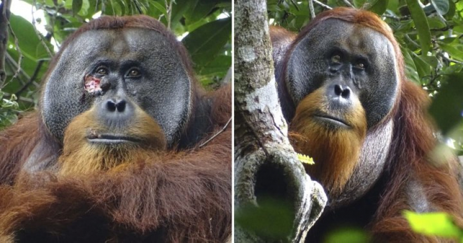 Nature&#039;s Healing Hands: Orangutan Utilizes Medicinal Plant to Treat Facial Wound in Historic Documentation