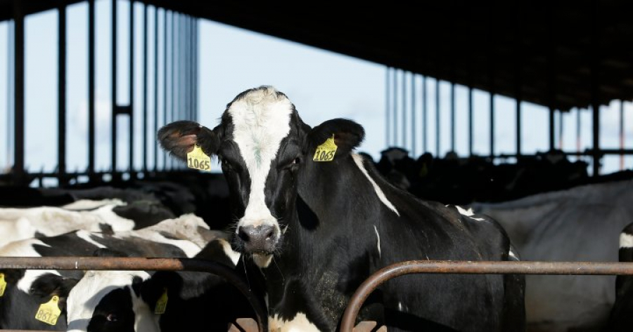 Avian Anxiety: Rising Concerns of Bird Flu Impacting U.S. Dairy Cattle - Essential Insights
